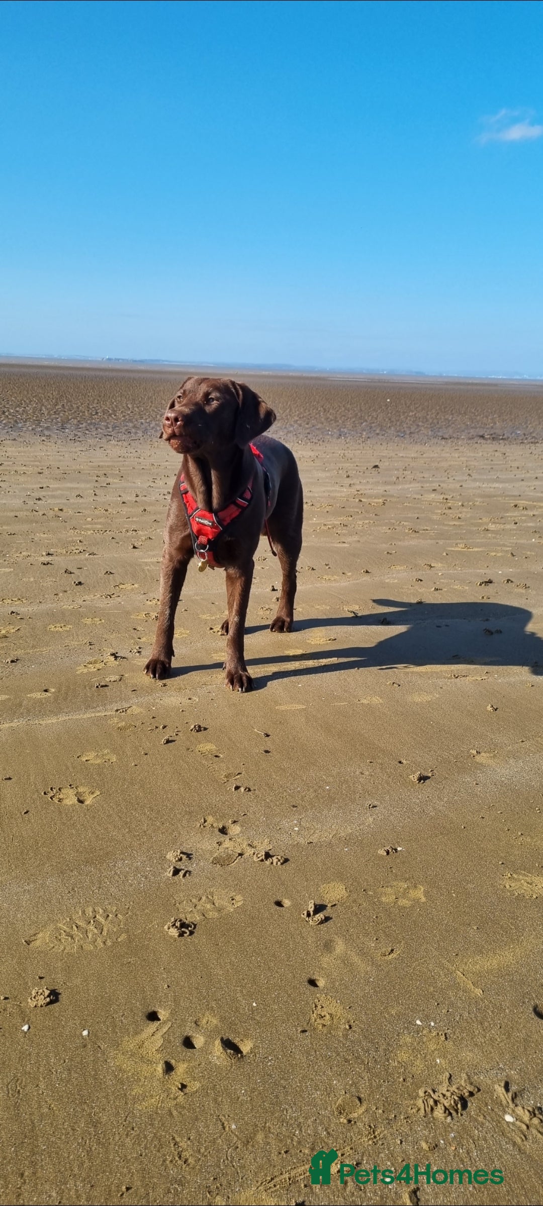 Labrador Retriever dogs for sale: Bundle of Chocolate Joy- Labrador Retrive Puppies - Image 24
