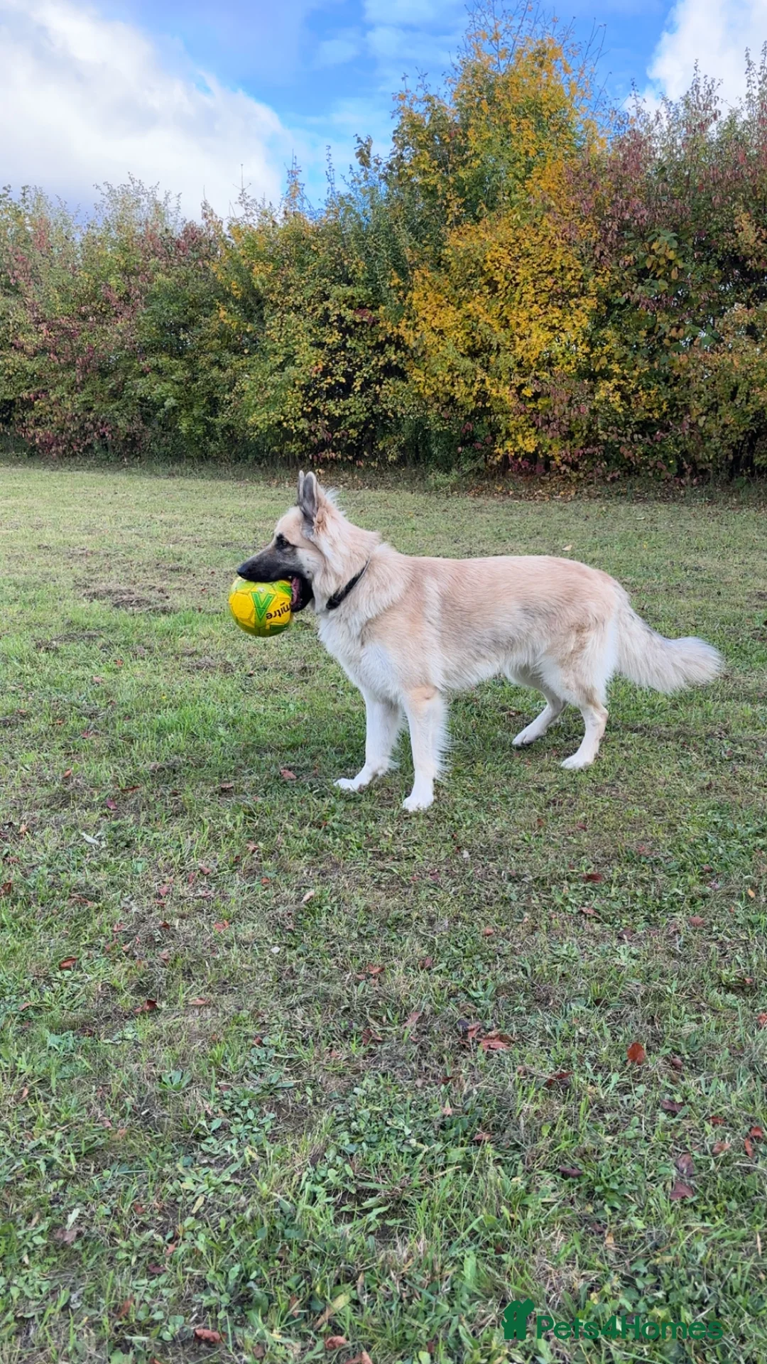 German Shepherd dogs for stud: Long haired German shepherd KC registered stud  - Advert 13