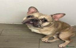 French Bulldog dogs for sale: 2 year old French bulldog for sale - Image 3