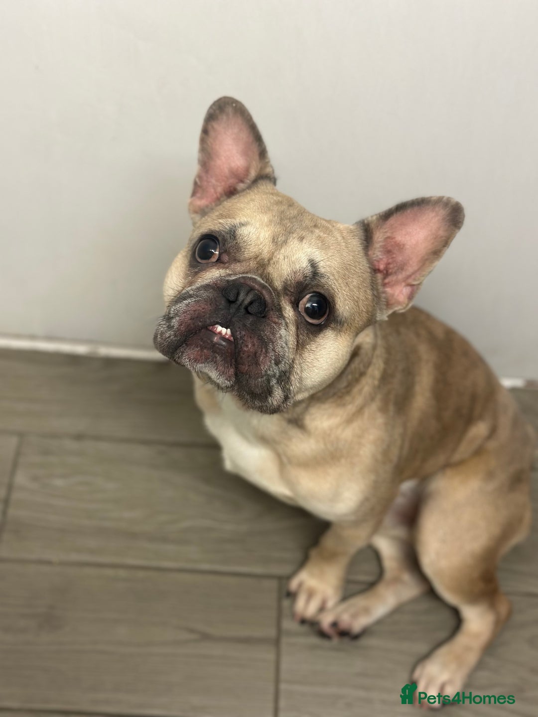 French Bulldog dogs for sale: 2 year old French bulldog for sale - Image 3