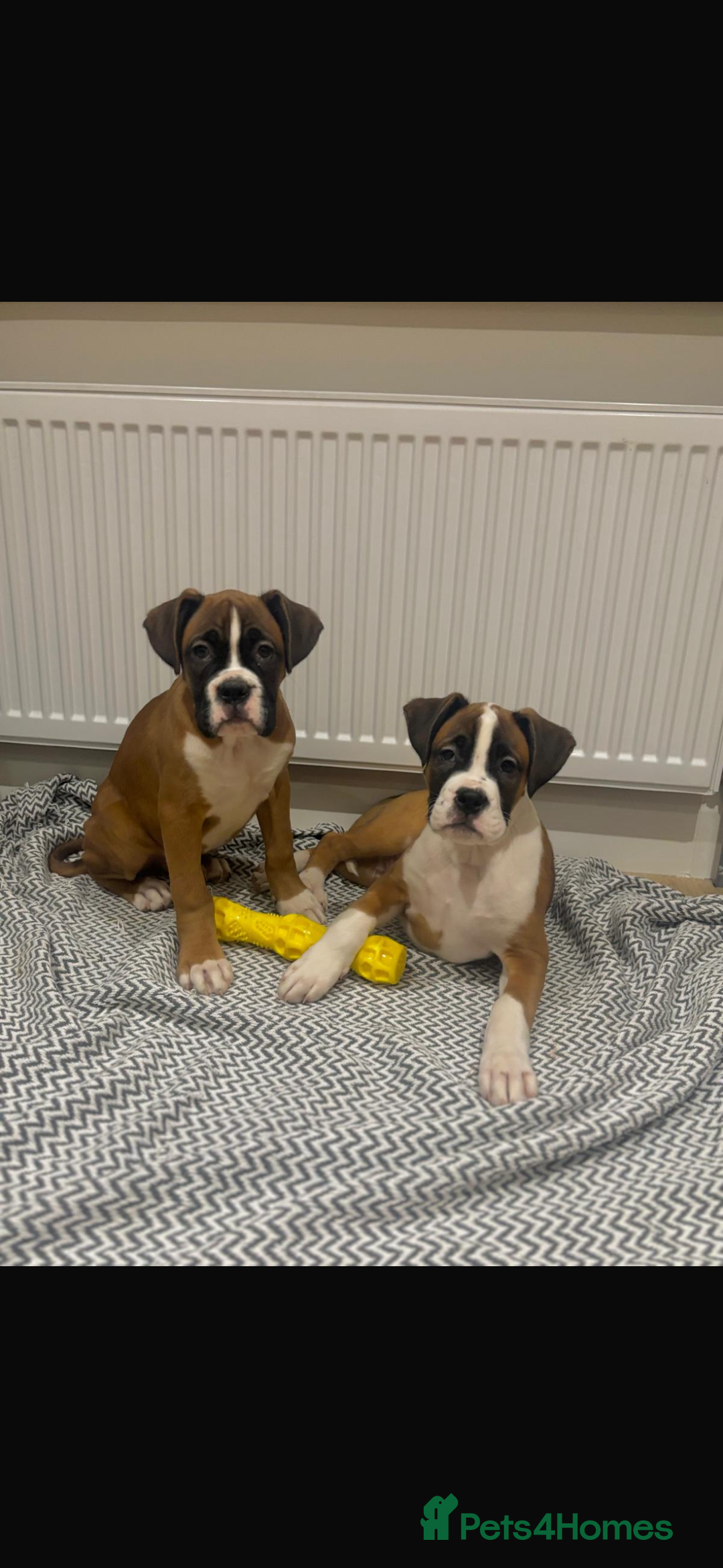 Boxer dogs for sale: Boxer puppies  - Advert 3