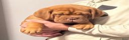 Dogue De Bordeaux dogs for sale: Ready to go last Outstanding Chunky KC DDB Puppy - Advert 20