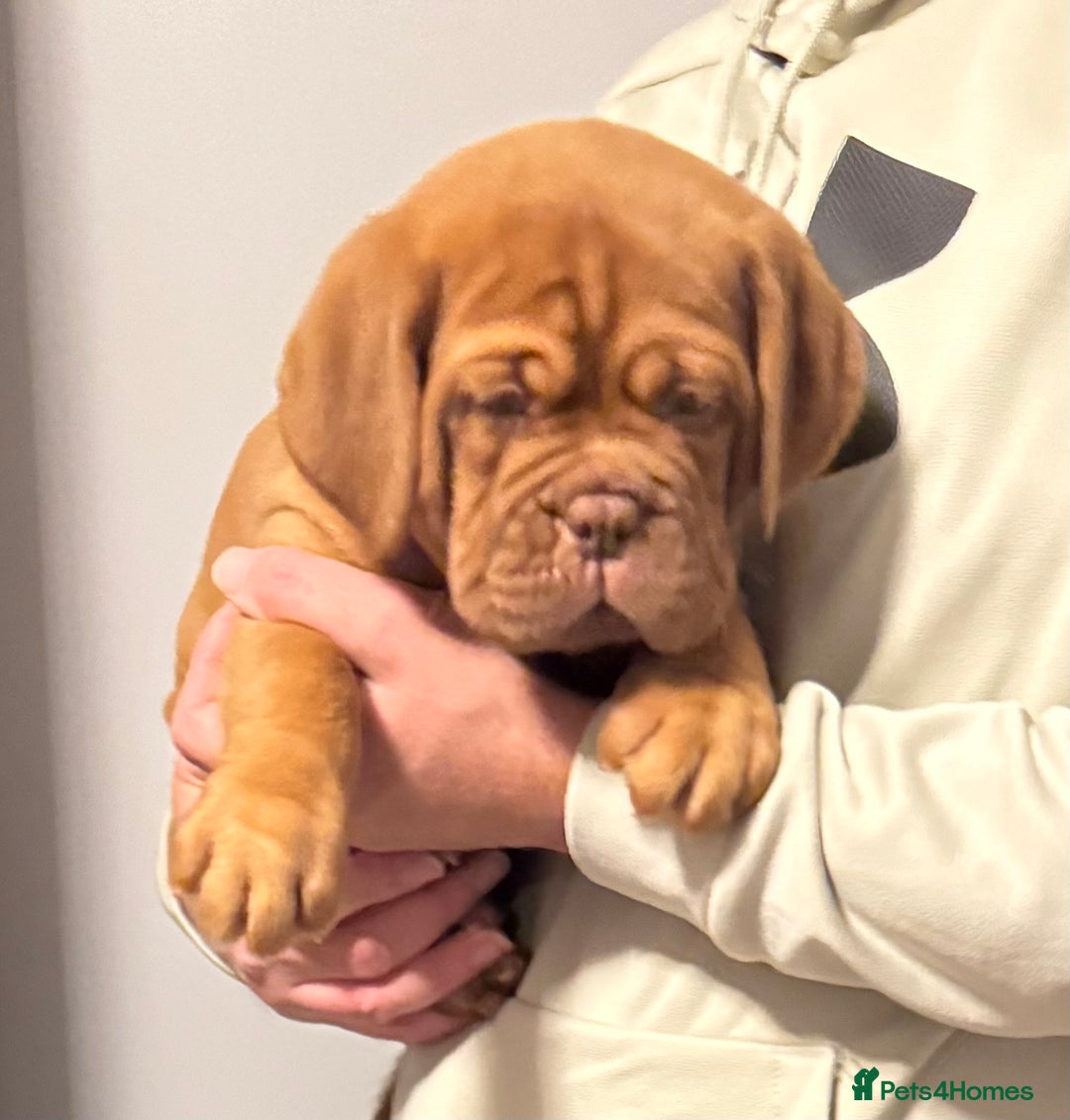 Dogue De Bordeaux dogs for sale: Ready to go last Outstanding Chunky KC DDB Puppy - Advert 20