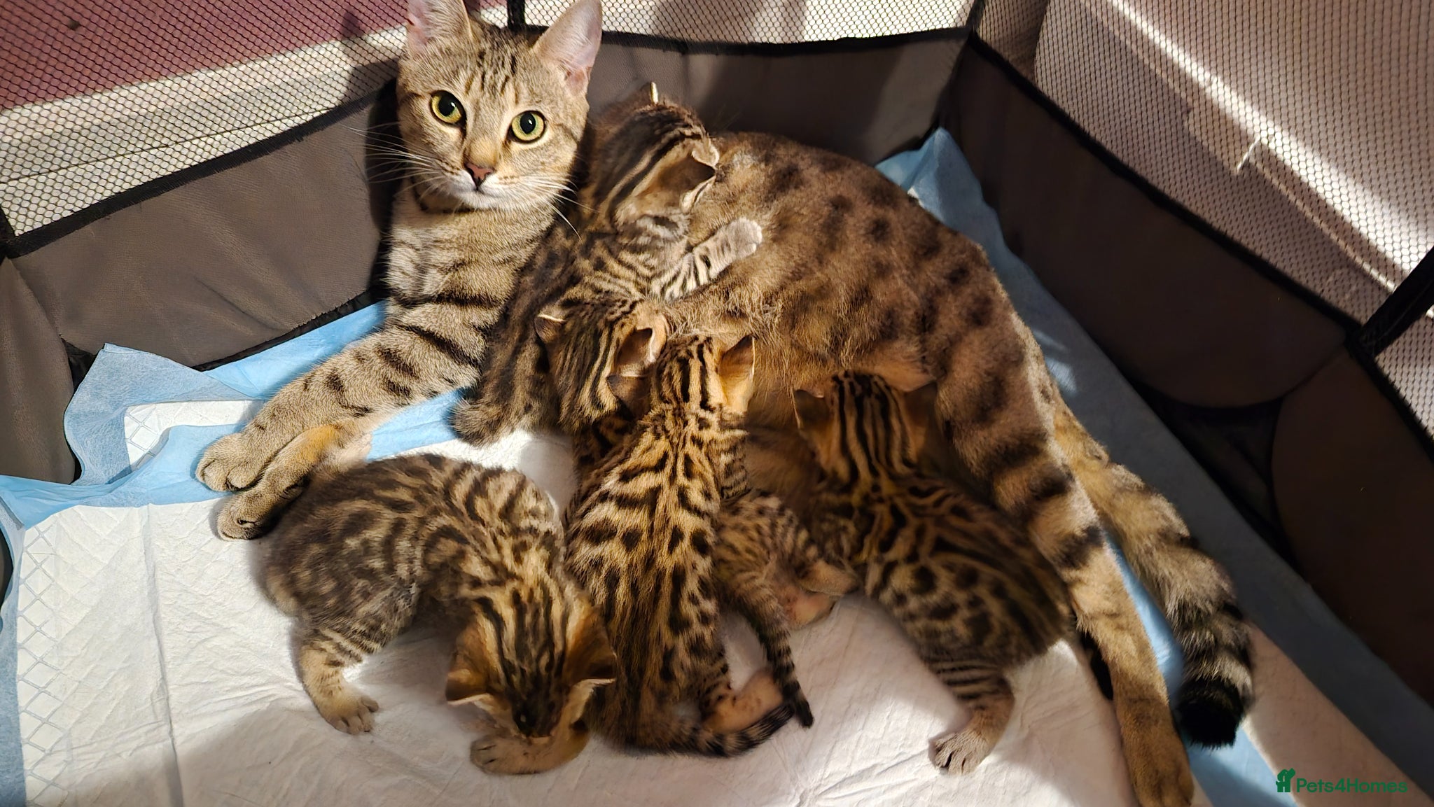 Bengal cats Beautiful Bengal kittens-Ready in April 🐾 - Advert 15
