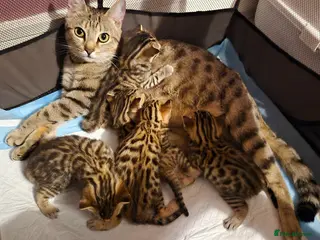 Bengal cats Beautiful Bengal kittens-Ready in April 🐾 - Advert 15