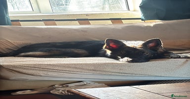 German Shepherd dogs in Lampeter - Advert 10