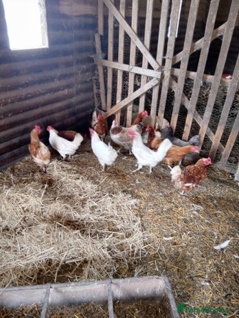 Chickens poultry - Advert 5