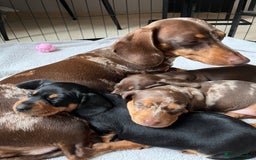 Miniature Dachshund dogs for sale: Kc registered Miniature female dachshund  - Image 7