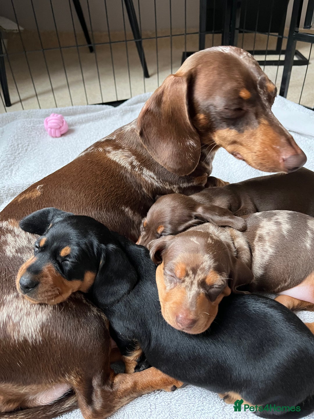 Miniature Dachshund dogs for sale: Kc registered Miniature female dachshund  - Image 7