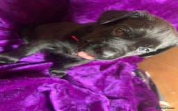 Mixed Breed dogs for sale: Cane Corso × Rottweiler/Bordeaux Puppies All Girls - Image 5