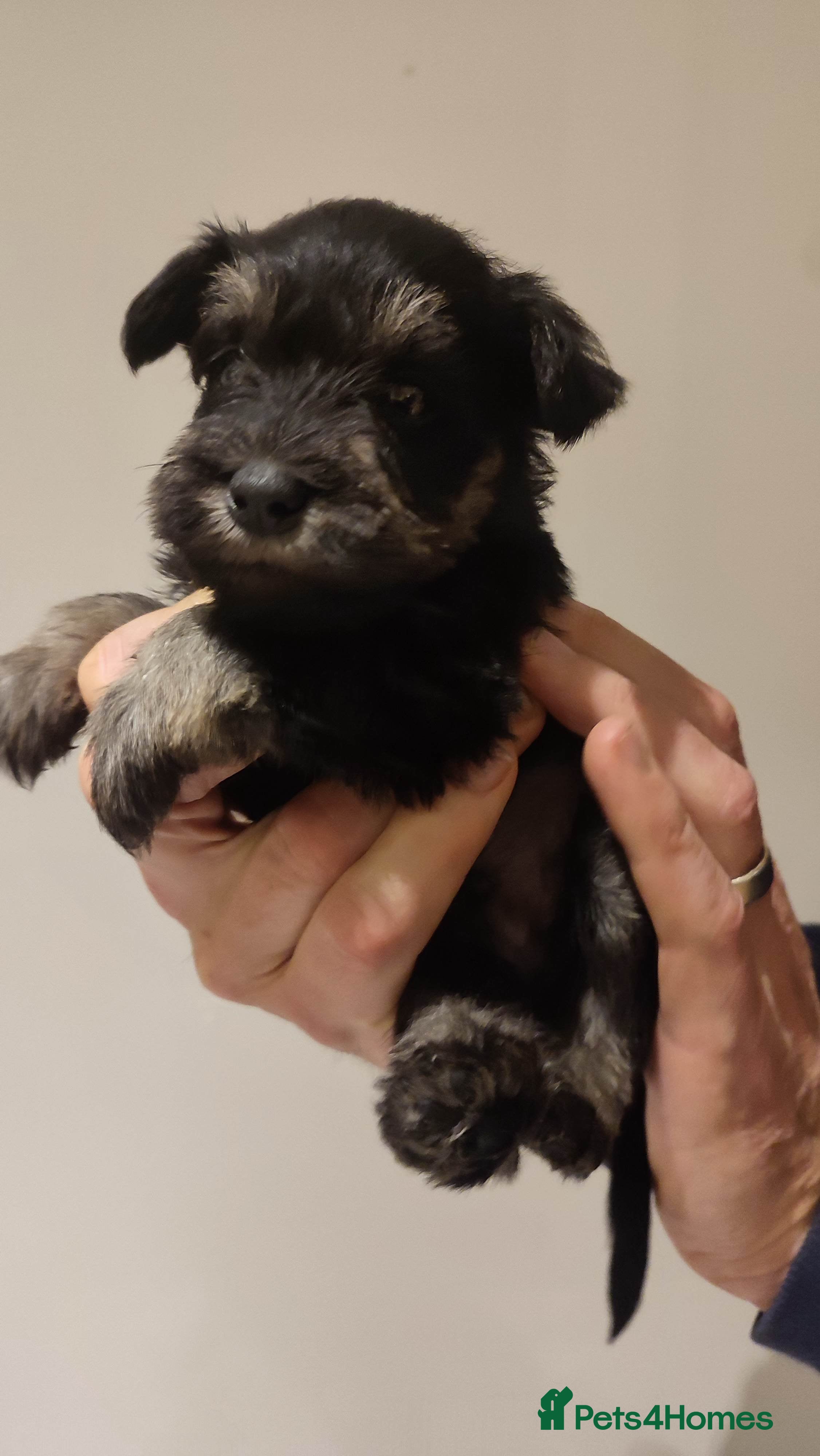 Miniature Schnauzer dogs Fully health tested and KC registered  - Advert 5