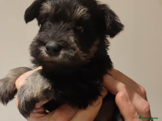 Miniature Schnauzer dogs Fully health tested and KC registered - Advert 5