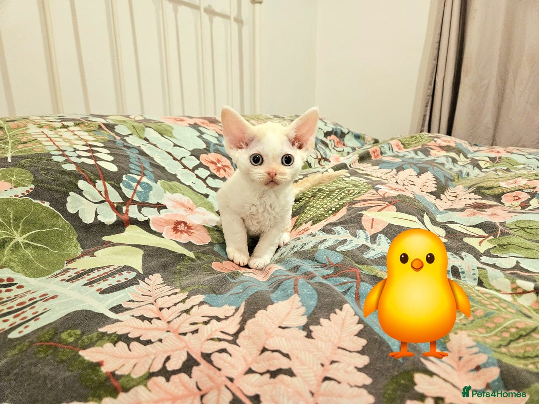 Devon Rex cats for sale: Darling Devons - Advert 5
