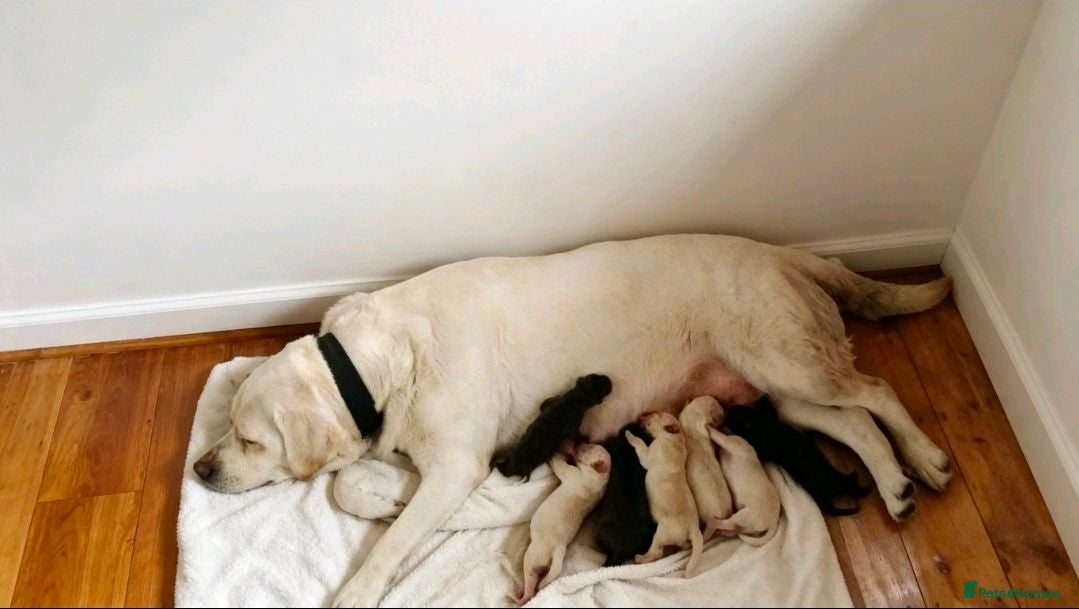 Labrador Retriever dogs 6 labrador puppies - Advert 1
