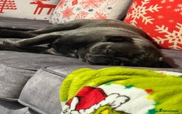 Pug dogs for sale: 2 year old pug male Zeus  - Image 3