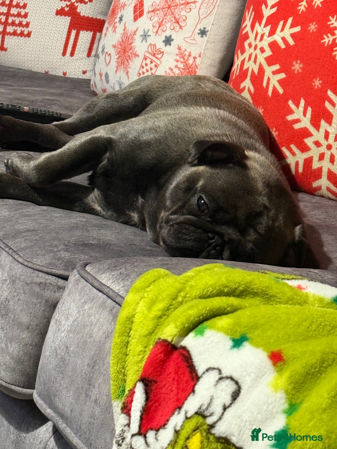 Pug dogs for sale: 2 year old pug male Zeus  - Image 3