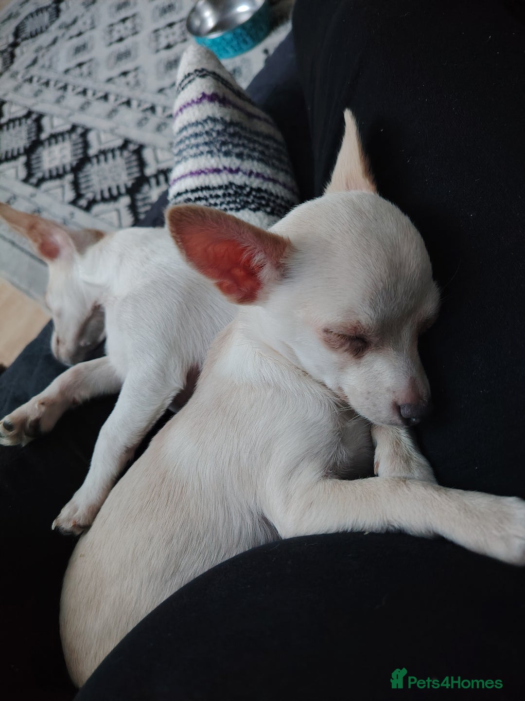 Chihuahua dogs for sale: Deer head chihuahua  - Advert 18