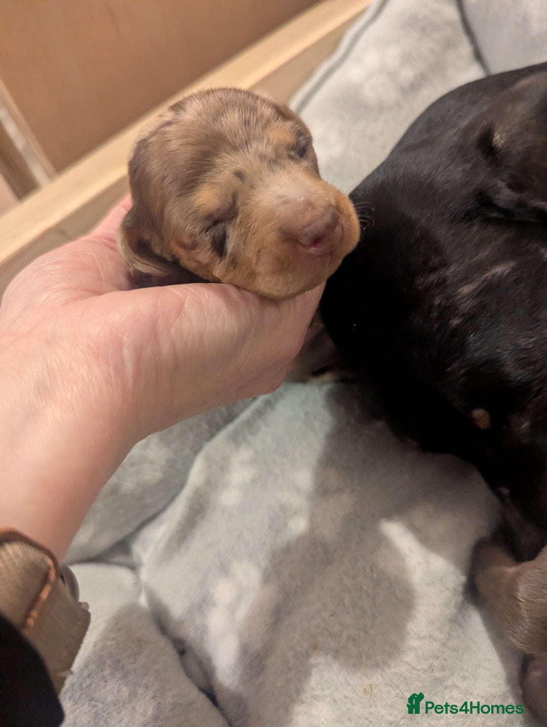 Dachshund dogs for sale: Tweenies Dachshunds 3 dogs 1 bitch - Advert 4