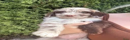 Sproodle dogs for sale: Three Beautiful Girls Remaining F1 Merle Sproodles - Advert 1