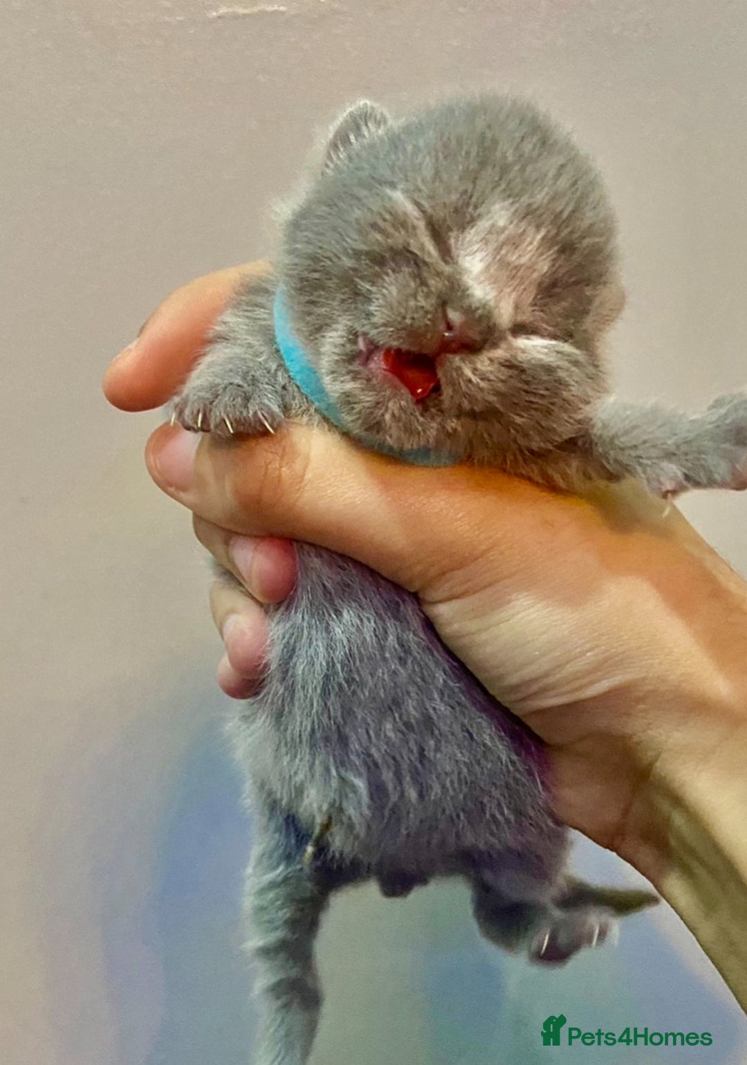 British Shorthair cats for sale: BRITISH SHORTHAIR KITTENS!!! 🐾🐾😻😻 - Advert 10