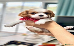 Cavalier King Charles Spaniel dogs for sale: 1 Adorable Cavalier King Charles Puppy for sale - Image 16
