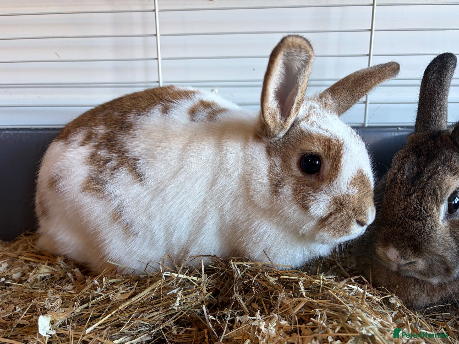 Mini Lop rabbits Mini lop doe  - Advert 5