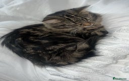 Domestic Shorthair cats for sale: 4 beautiful loving kittens for sale  - Image 4