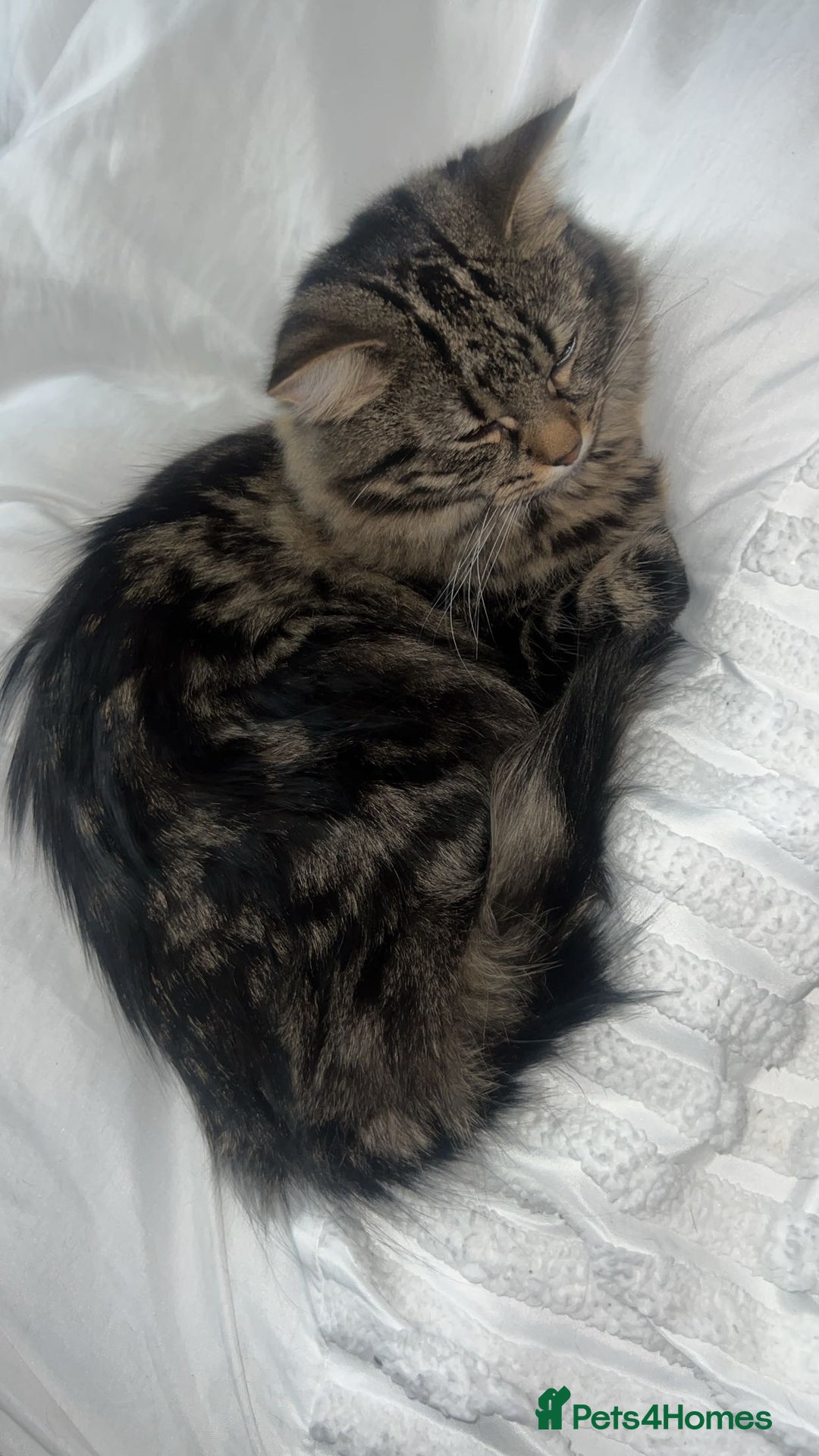 Domestic Shorthair cats for sale: 4 beautiful loving kittens for sale  - Image 4