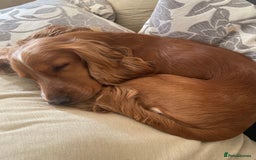 Cocker Spaniel dogs for sale: Cocker spaniel  - Image 3