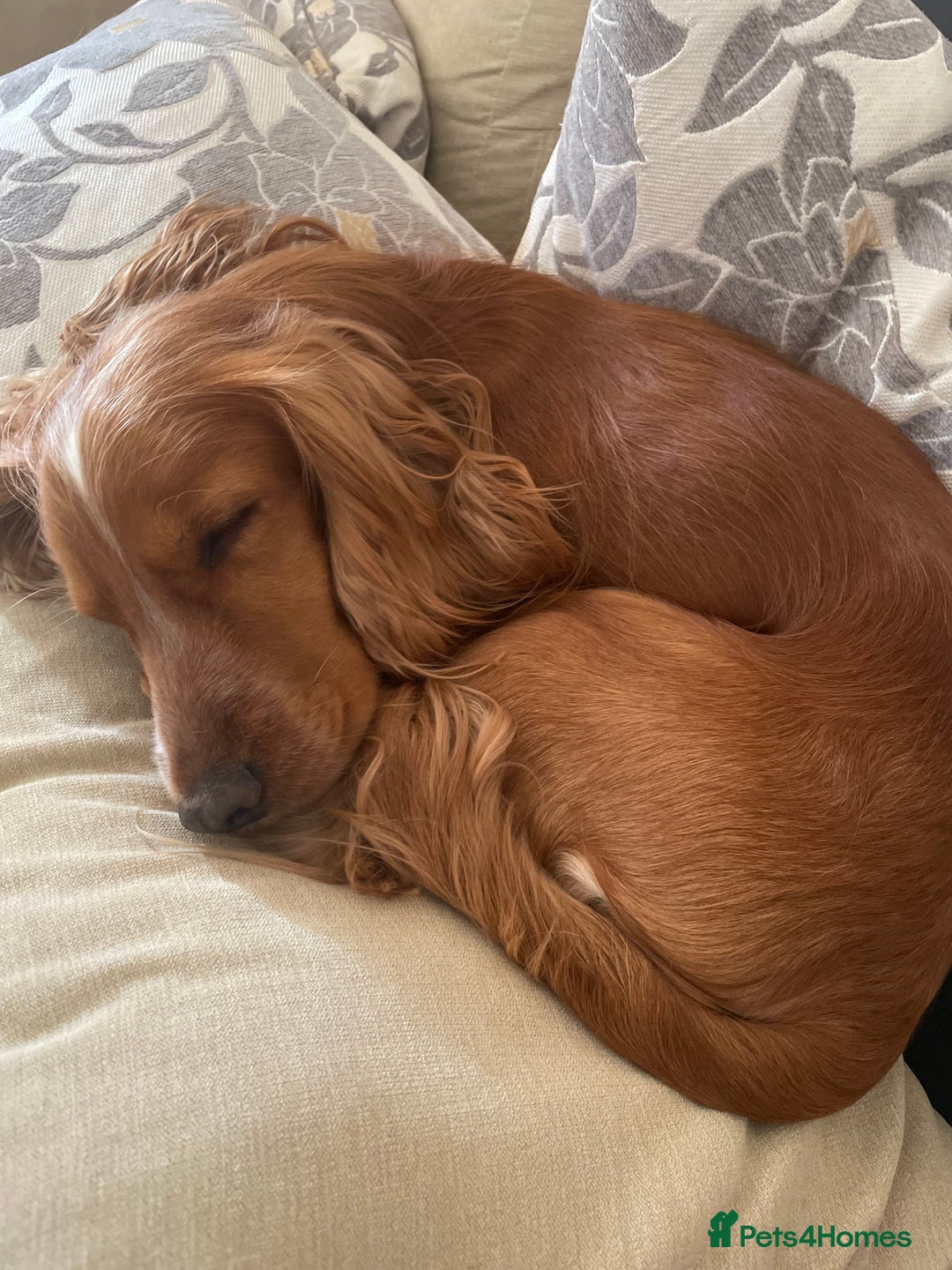 Cocker Spaniel dogs for sale: Cocker spaniel  - Image 3