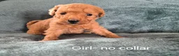 Mini Goldendoodle dogs for sale: Miniature Goldendoodle pups - Advert 4