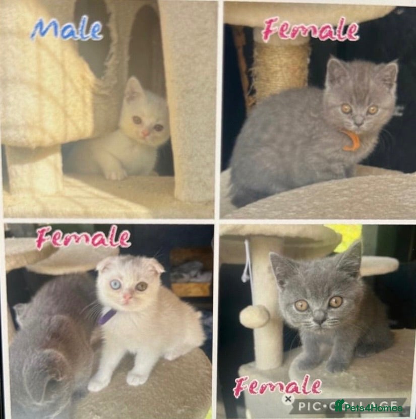 Scottish Fold cats Scottish fold/ British shorthair kittens  - Advert 8