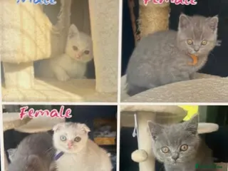 Scottish Fold cats Scottish fold/ British shorthair kittens - Advert 8