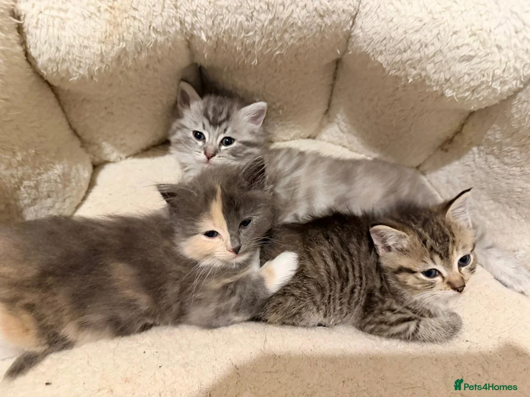 Mixed Breed cats for sale: Stunning ragdoll cross kitten - Advert 3