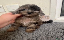 Cockapoo dogs for sale: Gorgeous F2b show type Cockapoo babies blue merles - Image 5