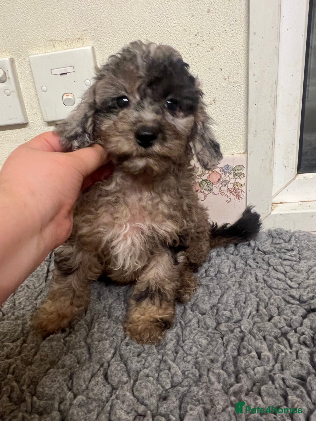 Cockapoo dogs for sale: Gorgeous F2b show type Cockapoo babies blue merles - Image 5