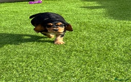 Cocker Spaniel dogs for sale: Cocker Spaniel KC Reg  - Image 6