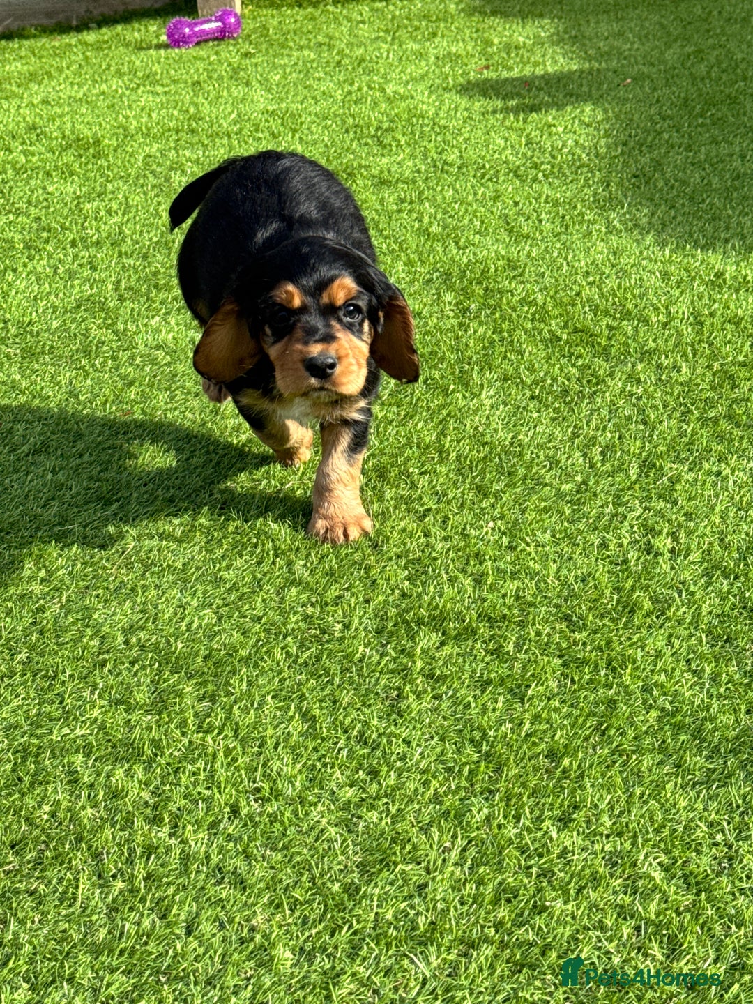 Cocker Spaniel dogs for sale: Cocker Spaniel KC Reg  - Image 6