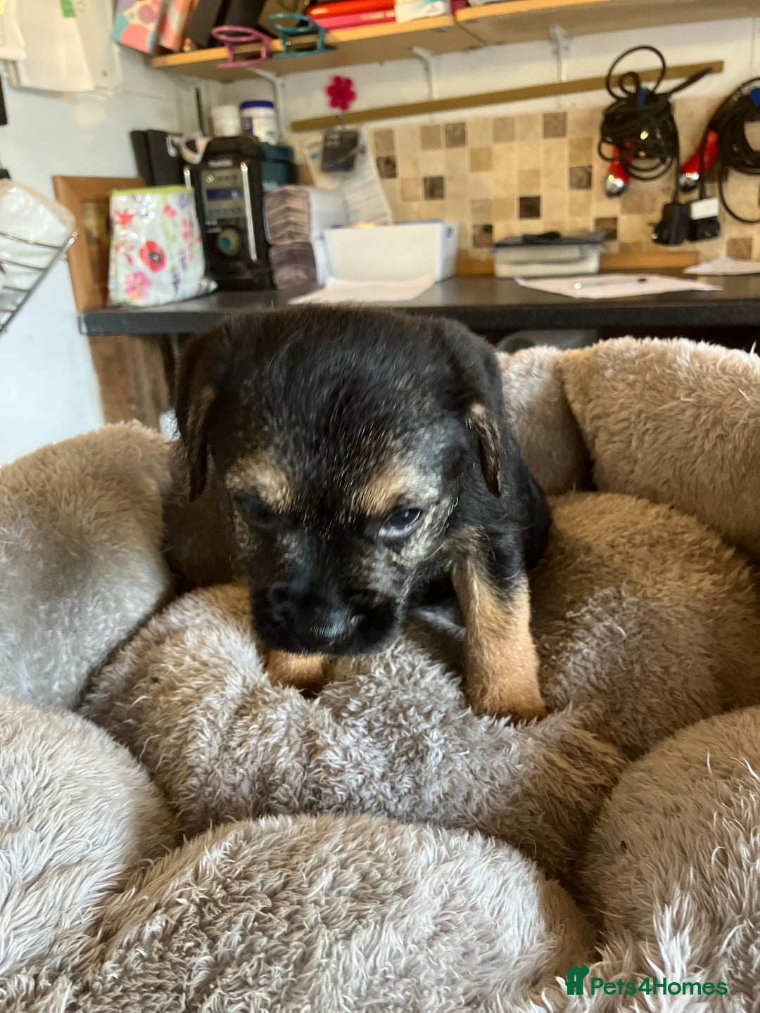 Border Terrier dogs for sale: K.C. Registered border terrier puppies  - Image 8