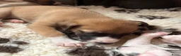 Whippet dogs for sale: magical whippets - Advert 9