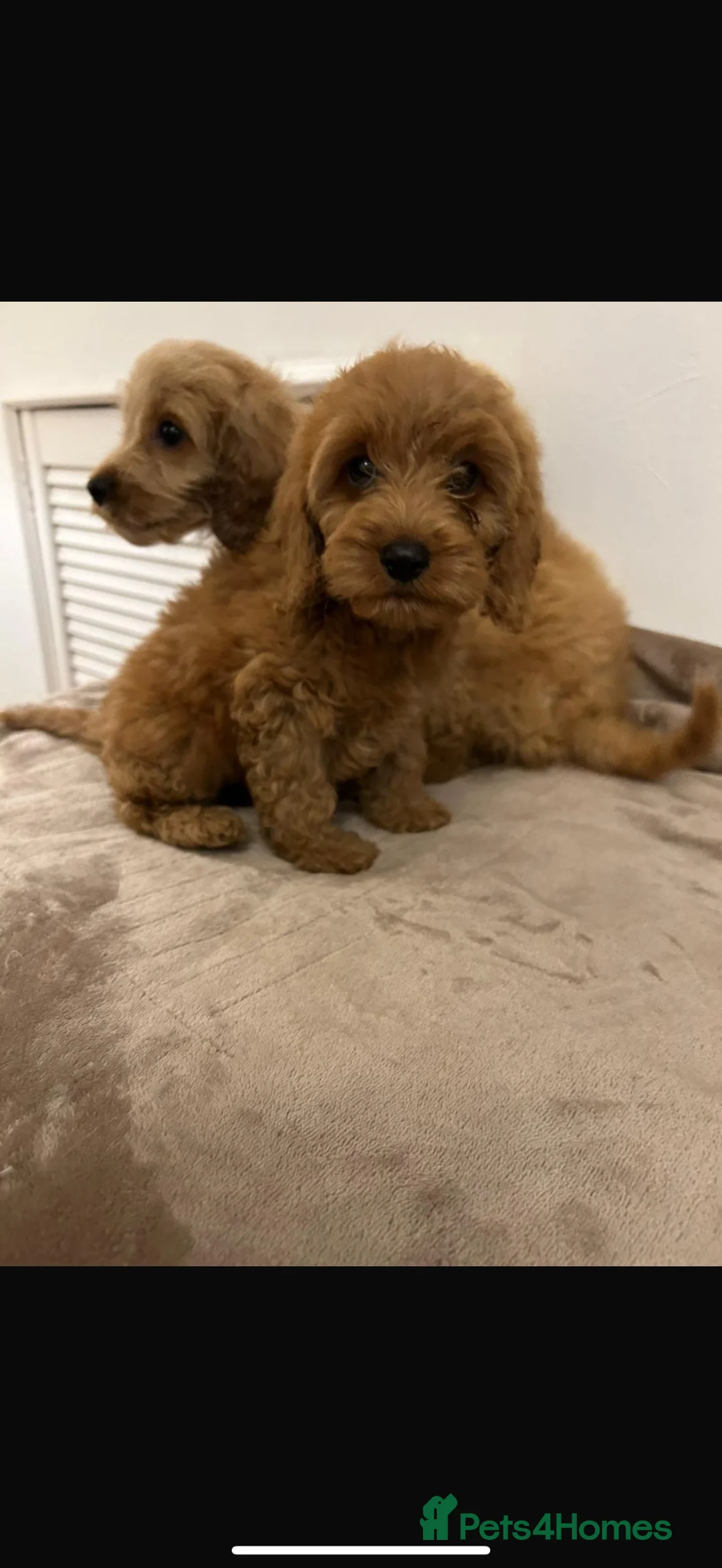 Cockapoo dogs for sale: Adorable cockapoo puppies - Advert 13