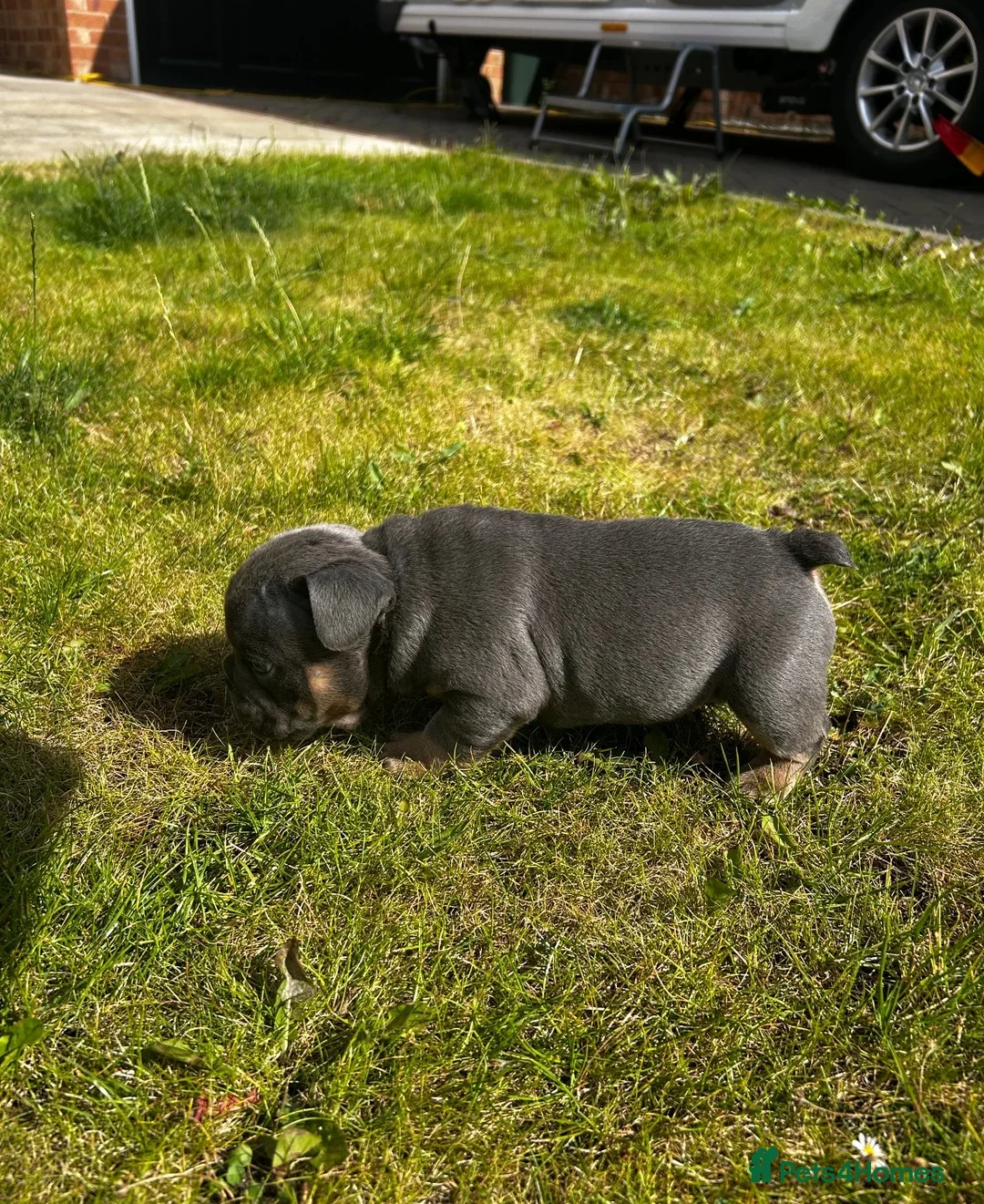Mixed Breed dogs for sale:  Beautiful F1 Freelance Bulldogs Puppies! - Advert 8