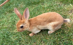 Rex rabbits for sale: Rex rabbits for sale - Image 4