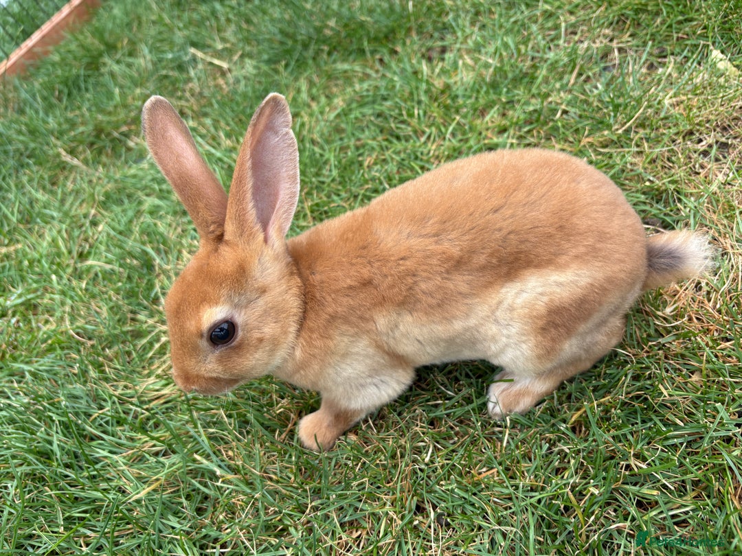 Rex rabbits for sale: Rex rabbits for sale - Image 4