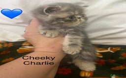 Persian cats for sale: EXCEPTIONAL LITTER PERSIAN EXOTIC KITTENS - Image 8