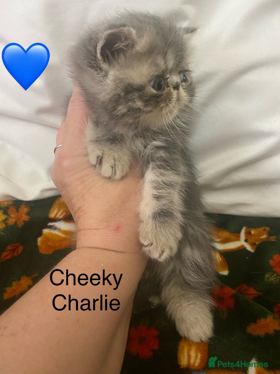Persian cats for sale: EXCEPTIONAL LITTER PERSIAN EXOTIC KITTENS - Image 8