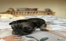 Chihuahua dogs for sale: Puppies  - Image 12