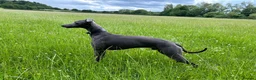 Mixed Breed dogs for sale: Bedlington Whippet puppies  - Advert 12