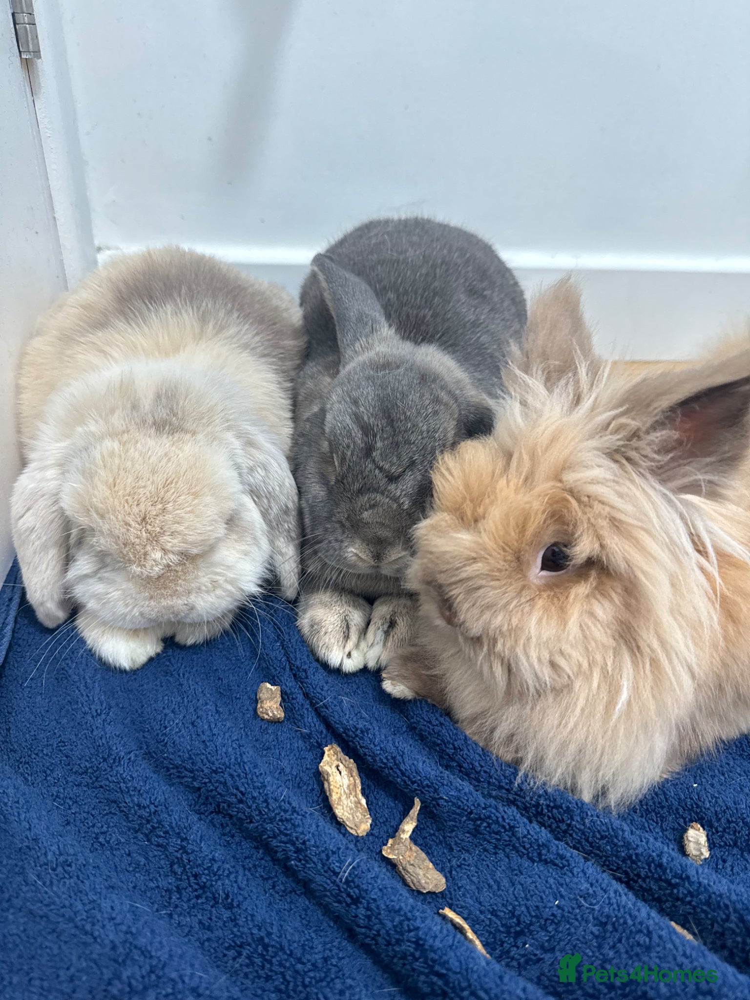 Mixed Breed rabbits 3 Bonded Rabbits, Mini lop, Lionhead and mixed - Advert 1