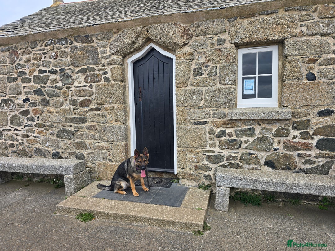 German Shepherd dogs for sale: Guard dog  - Advert 15